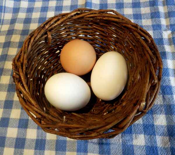  Frisch aus dem Nest