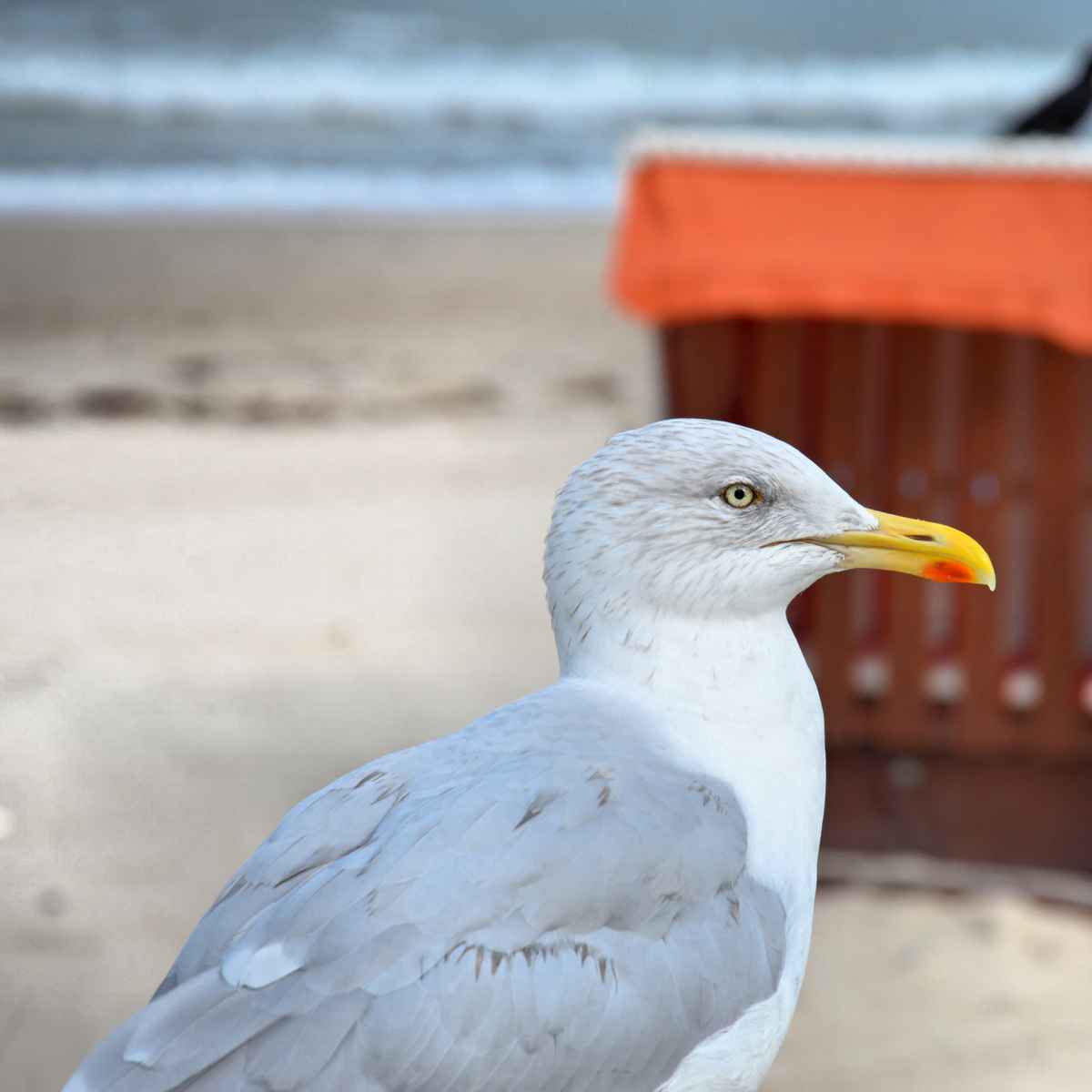 Ostseemöwe bewacht Strandkorb