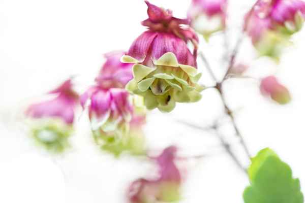 Kalanchoe Miniata II
