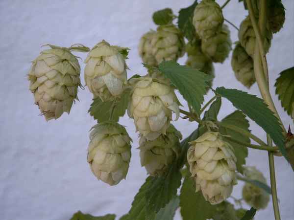 Hopfen