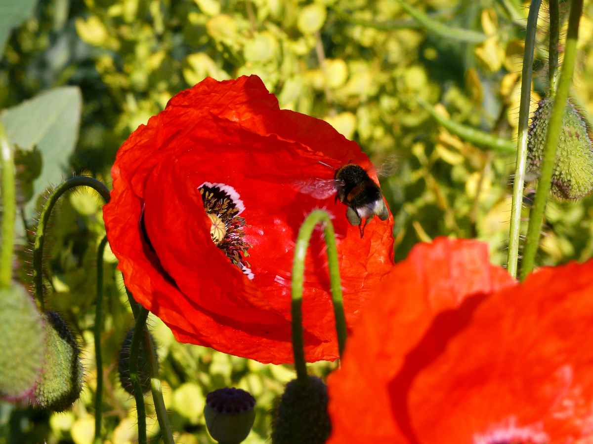 Hummel im Landeanflug auf eine Mohnblume