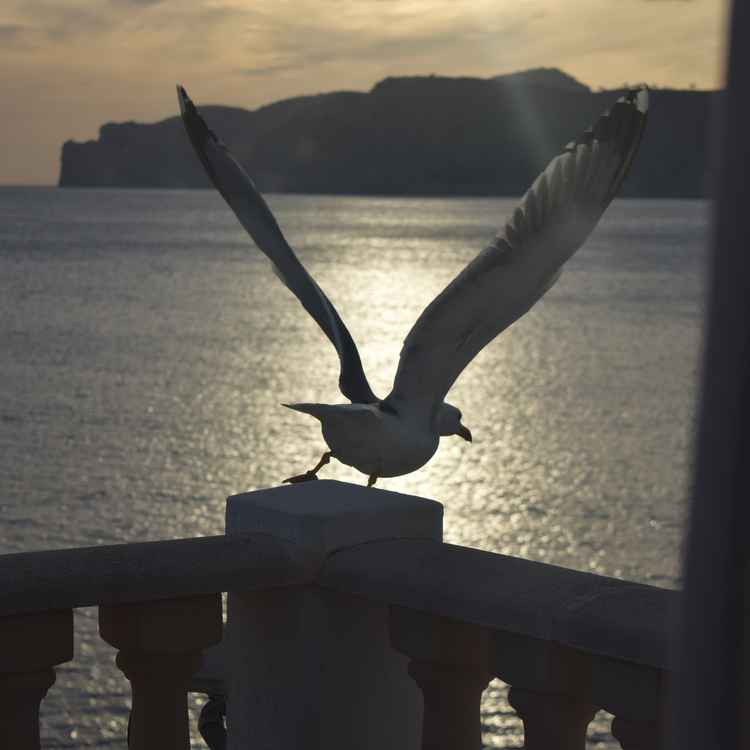 Abflug in die abendliche Sonne