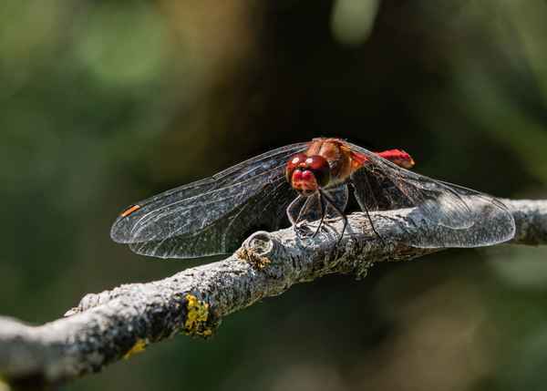 Blutrote Heidelibelle (2)