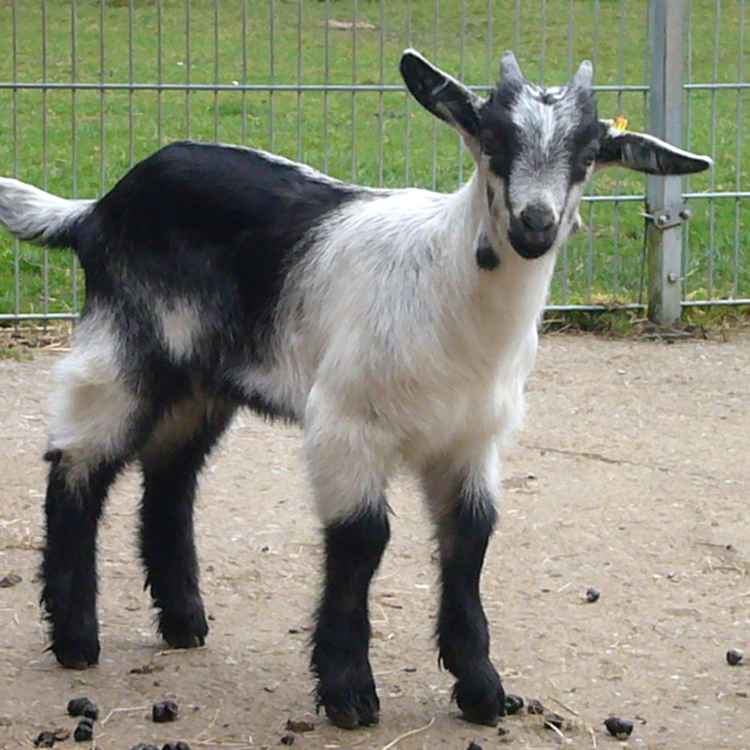 Tierpark Kleve - Zicklein