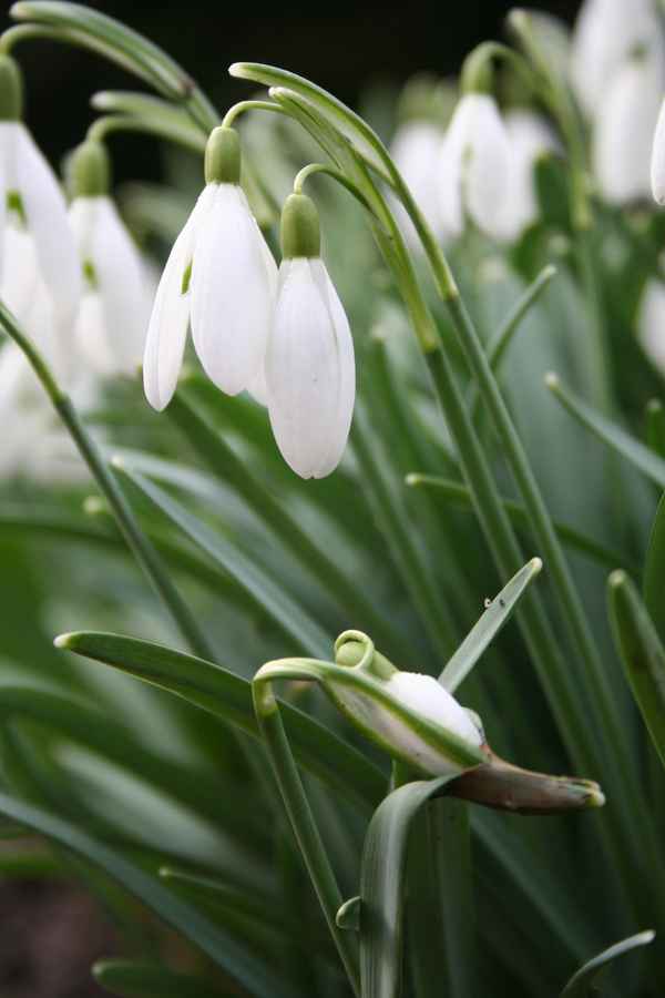 Frühlingserwachen 2007