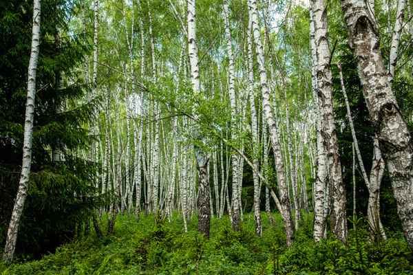 Birkenwald