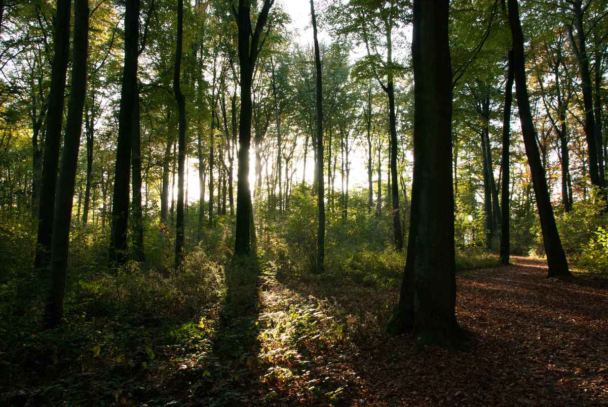 Rahmer Wald
