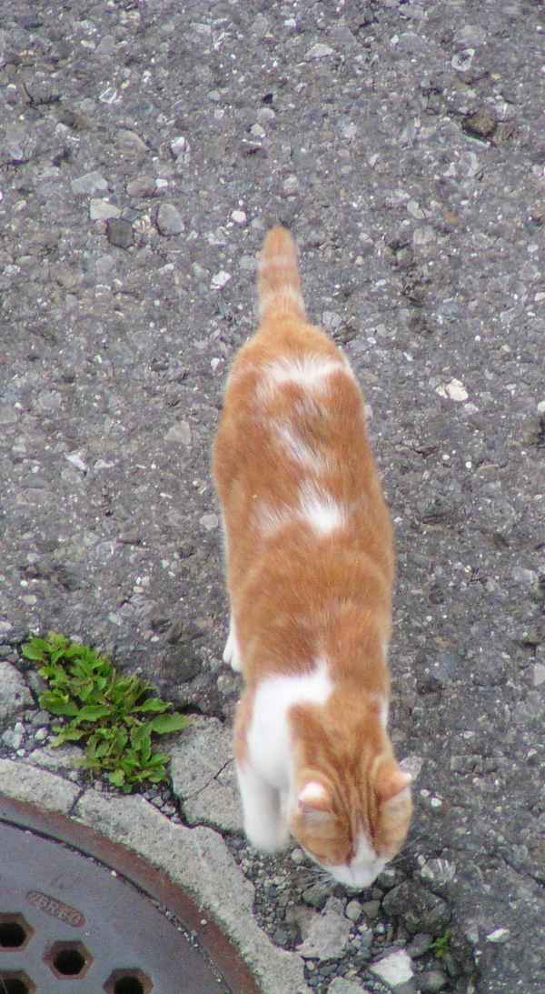 Garfield kommt heim...