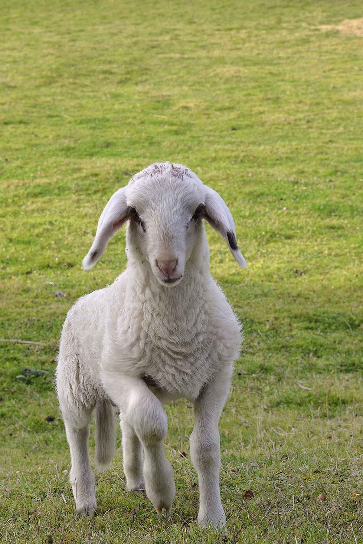 Lamm, Schaf, Hausschaf