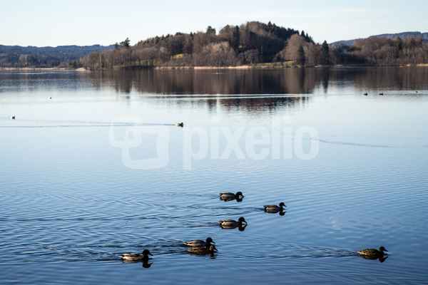 Enten im See