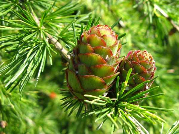 Lärchenzapfen