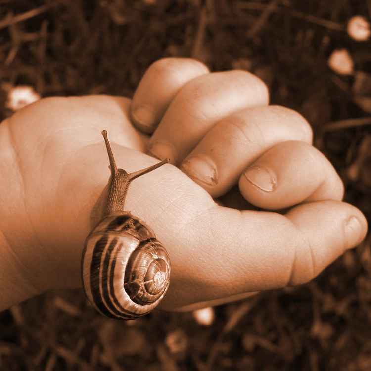 Schnecke auf Kinderhand