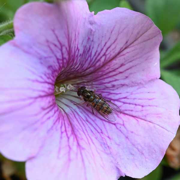 Schwebfliege