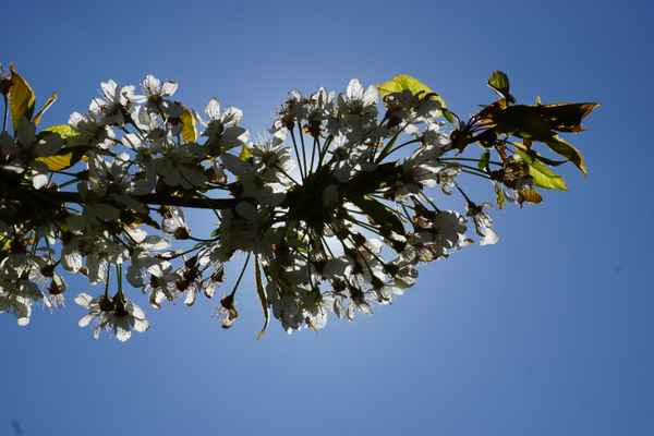 Weiße Pracht im Gegenlicht