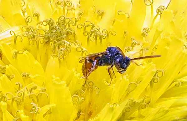 Nomada - parasitäre Wildbiene
