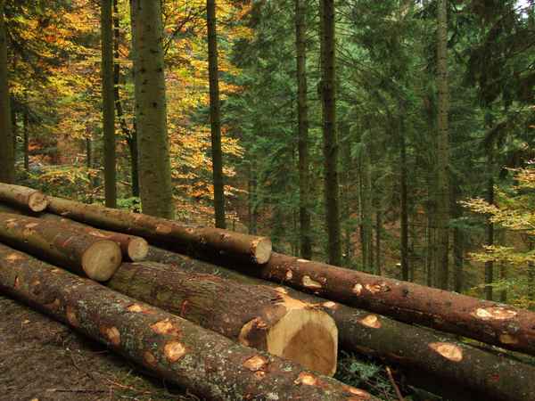 Holzernte im Herbstwald