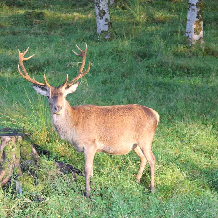 Schottischer Hirsch 2