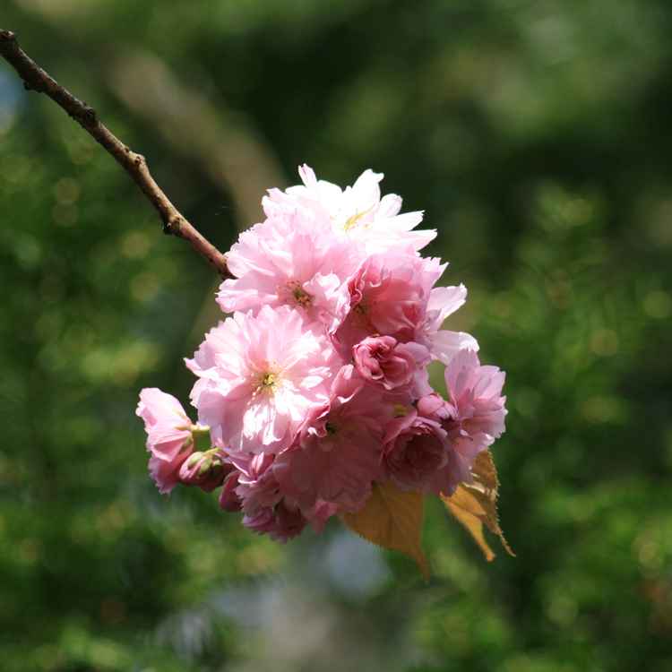 Orchidee