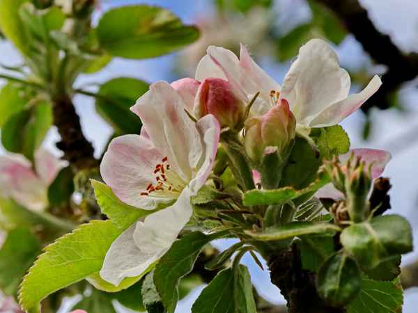 grahams jubileumsapfel