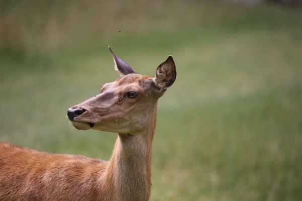 Hirsch