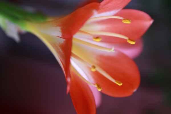 Blüte einer Clivie
