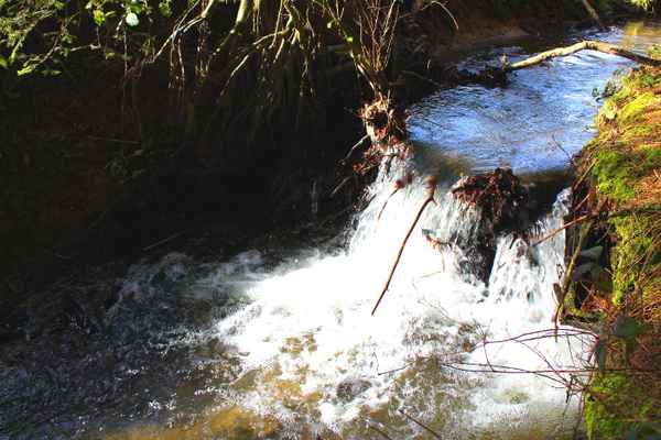 WO DAS BÄCHLEIN FLIEßT IV
