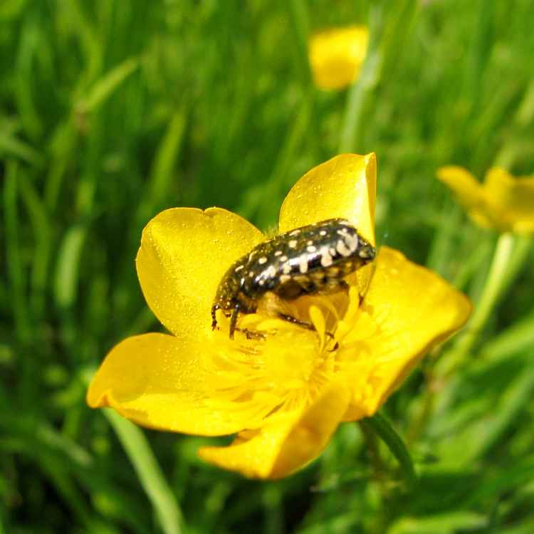 Käfer