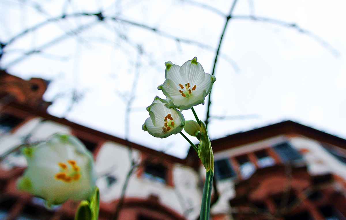 schneeglöckchenblüte vor himmelschloss