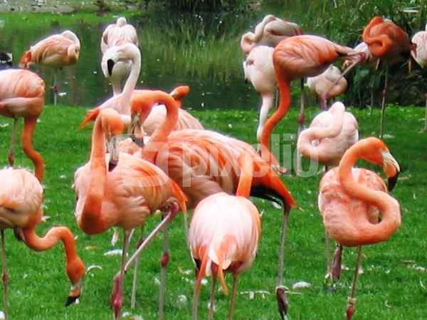 Flamingos