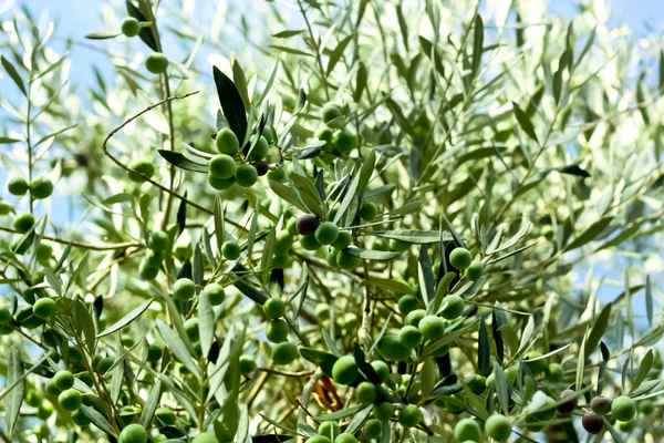 Olivenbaum vor der Ernte