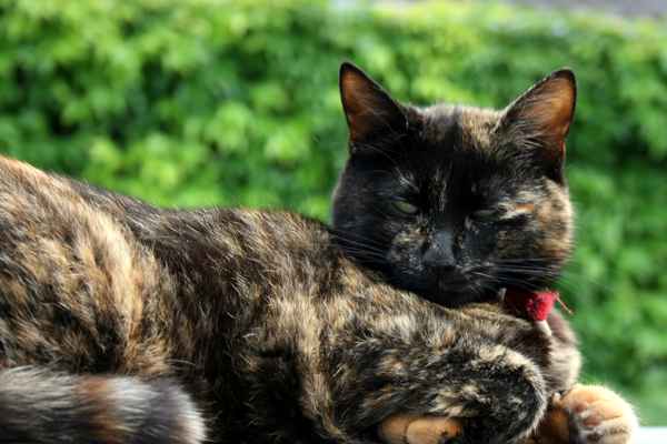 Lucie - europ. Kurzhaar (EKH) tricolor