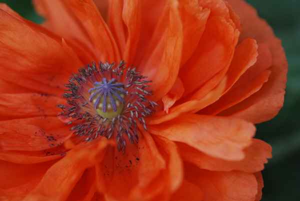Mohn