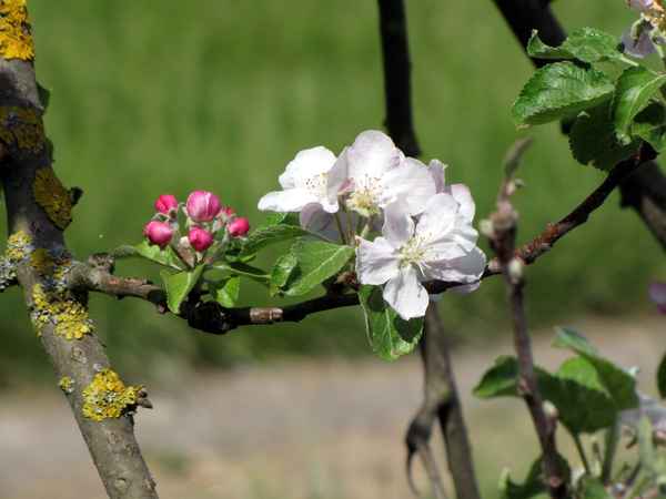 Blühender Apfelbaum