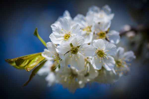 Kirschblüte 2014
