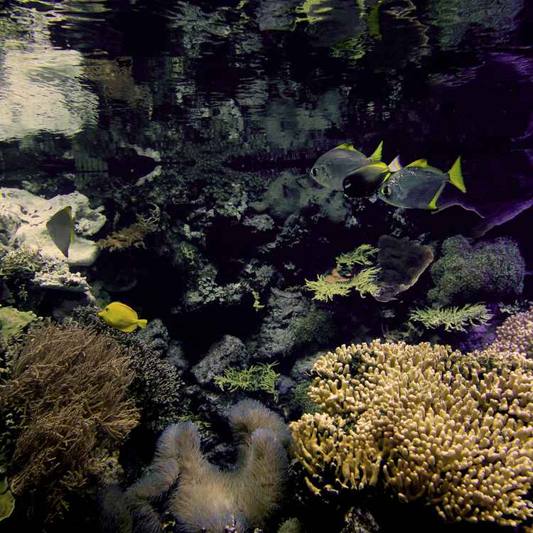 Underwater world