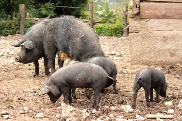 familie schwein
