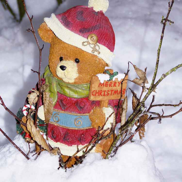 Merry Christmas Teddy