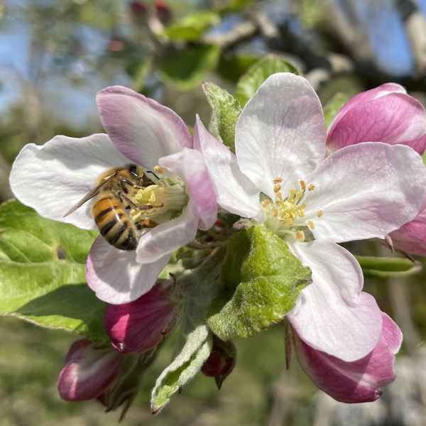 Honigbiene auf Apfelblüte
