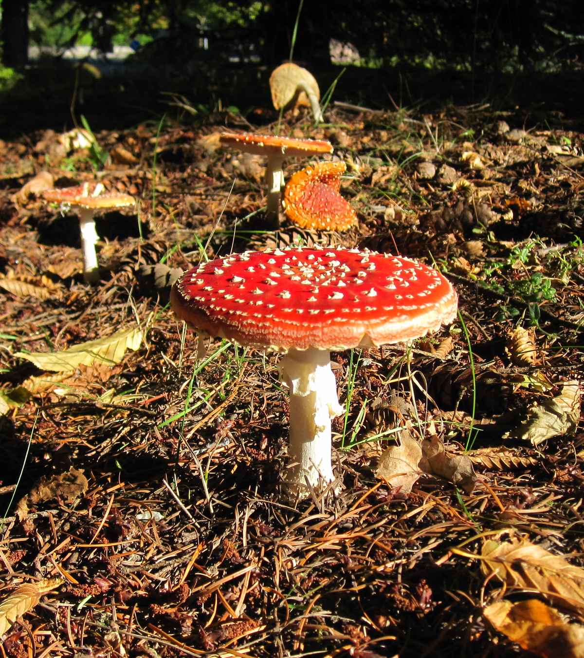 Herbst-Idylle 2