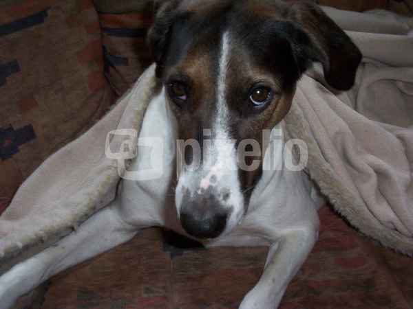 Hund mit Decke
