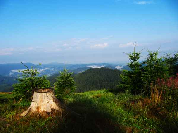 Morgennebel in Schwarzwald-Tälern