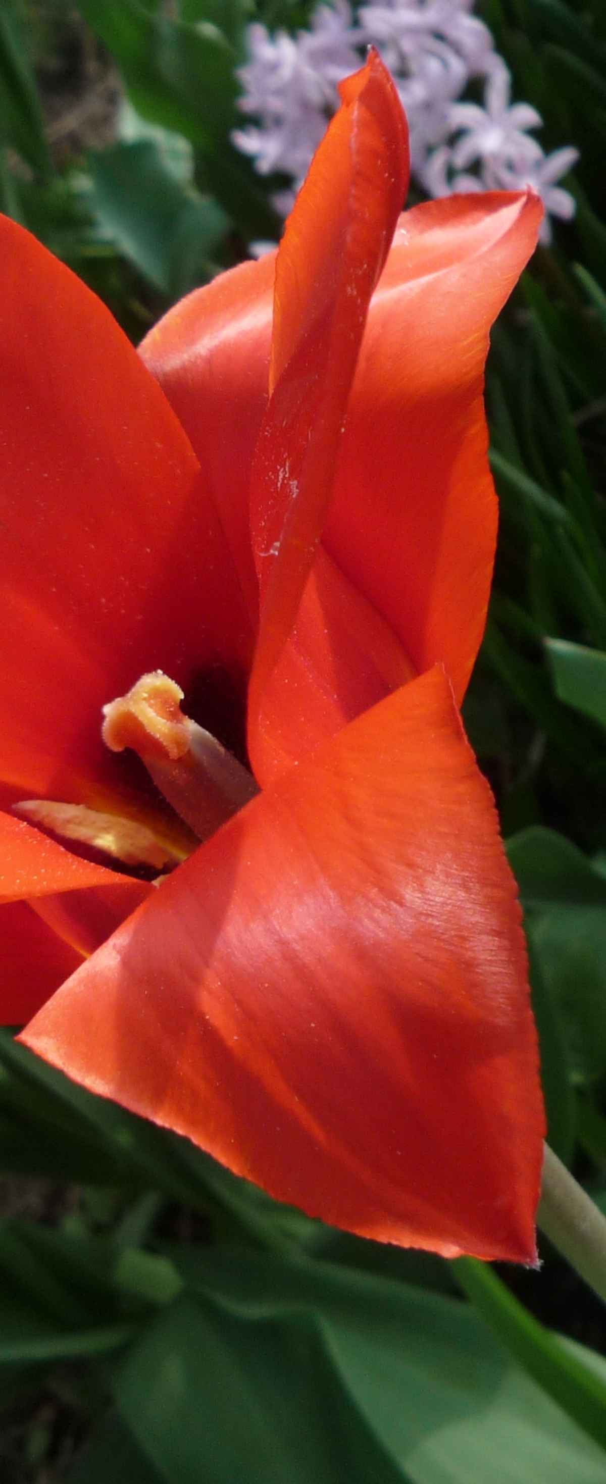 Blume