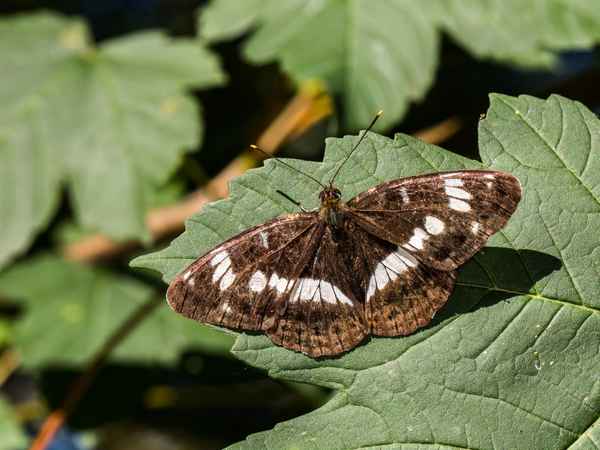 Kleiner Eisvogel - 3