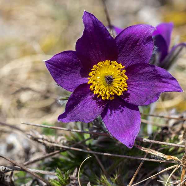 Pulsatilla