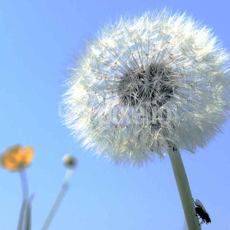 Pusteblume 2