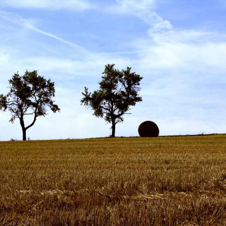 Feld 1