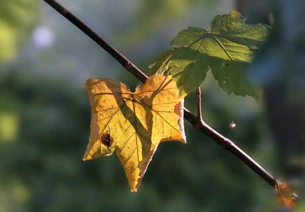 Blatt 1