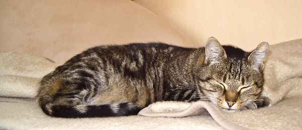 katze