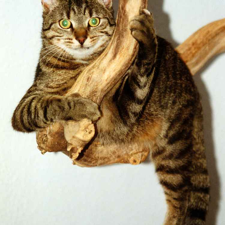 Kater "DJ" Scan 02