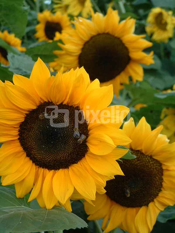 Sonnenblumen Bienenoase 1